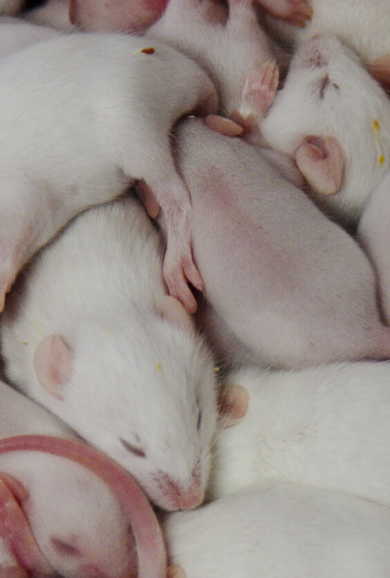 RAT FILM Main